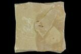 Fossil Fly (Diptera) - Green River Formation, Utah #111409-2